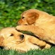 Lovely Animals Wallpaper ii