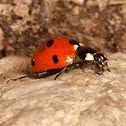 seven spotted ladybug