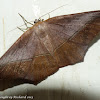 Large maple spanworm moth
