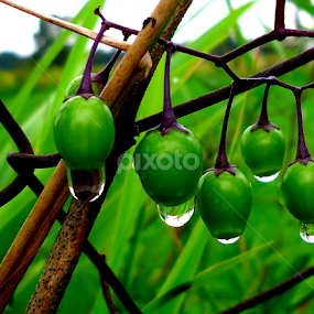 Green drops 5 by Gordana Cajner - Nature Up Close Natural Waterdrops