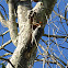 Red-bellied Woodpecker