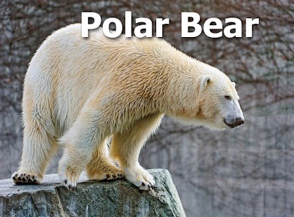 Free Download The Animals Book APK