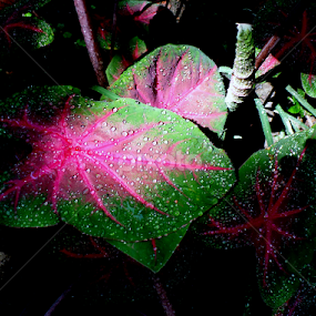 Decorative Leaves by Monzur Sazid Ahmed - Nature Up Close Leaves & Grasses