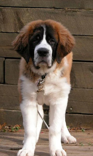 St Bernard Wallpapers