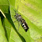 Scoliid wasp (male)