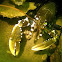 Noble Crayfish, Broad-fingered Crayfish