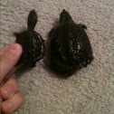 Juvenile and hatchling common snapping turtles