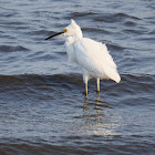 SNOWY EGRET