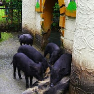 綠盈牧場