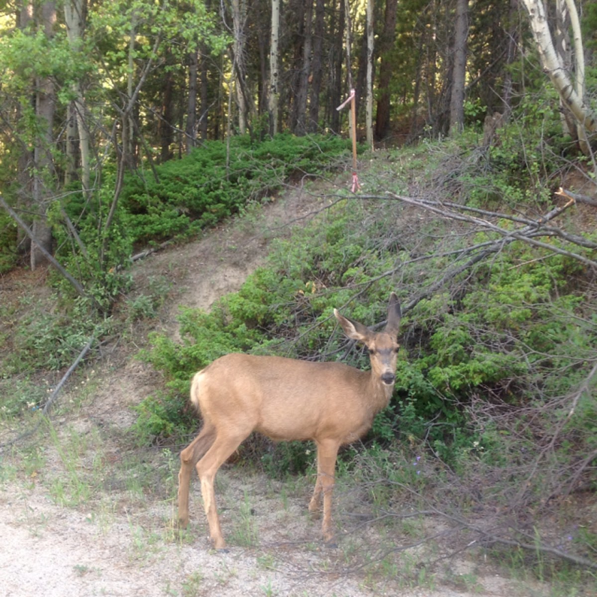 Mule Deer