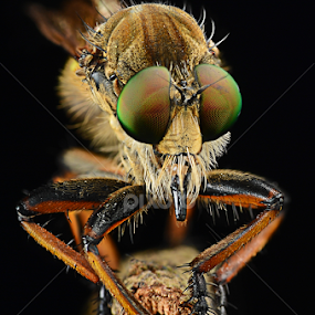 Robber Fly Series.. by Jandra Pangemanan - Animals Insects & Spiders