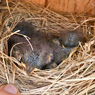Eastern bluebirds (box #4, brood #2)