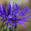 Boutonniere flowet