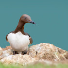 Common Guillemot