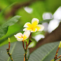 frangipani