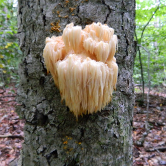 Lion's Mane Mushroom Project Noah