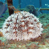 Common Sea urchin