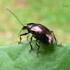 Purple leaf beetle