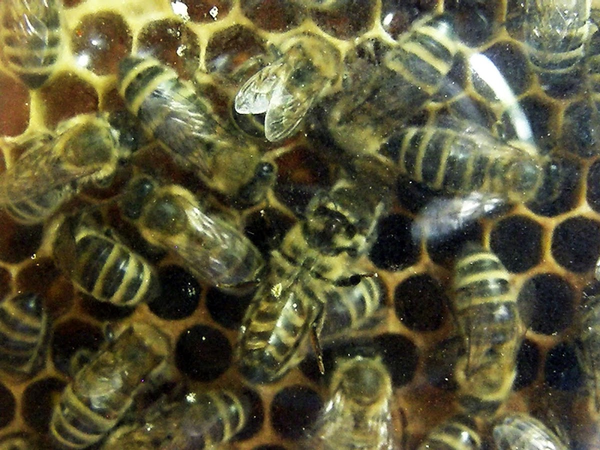 Bee hive (workers)