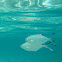 Palometa