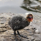 Australian Coot (nestlings with adults)