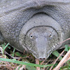 Asiatic Soft Shelled Turtle