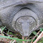 Asiatic Soft Shelled Turtle