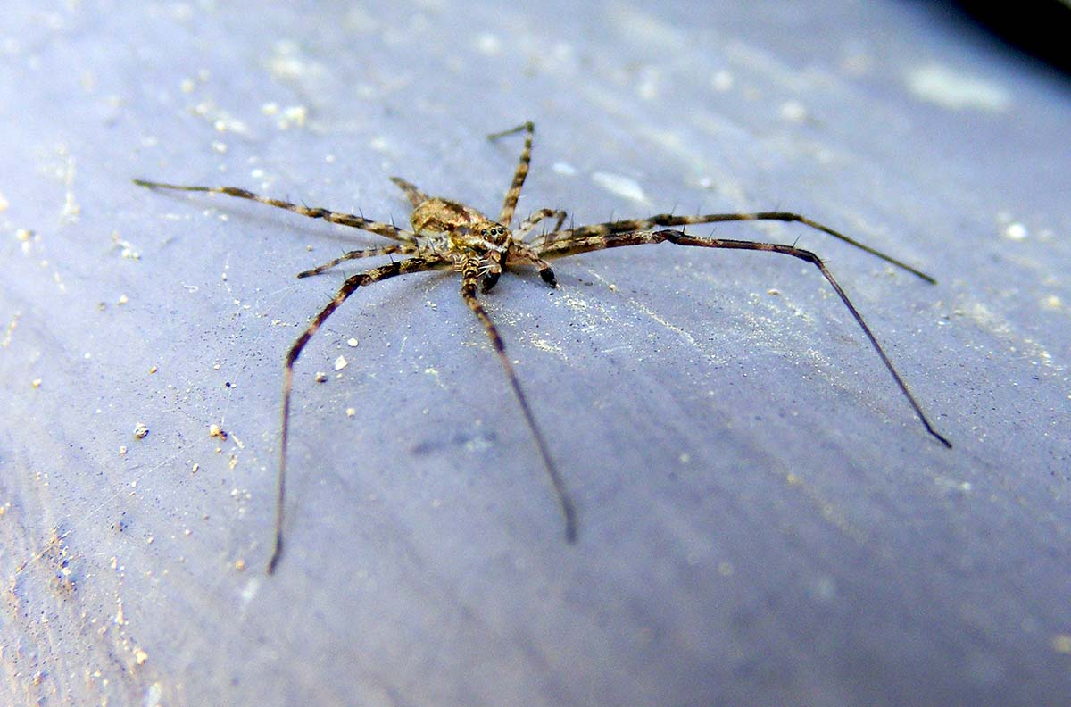 Fickert'sTwo-tailed Spider