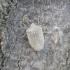 European stink bug / Smrdljivi Martin