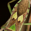 Leaf footed Bug