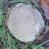 Puffball mushroom