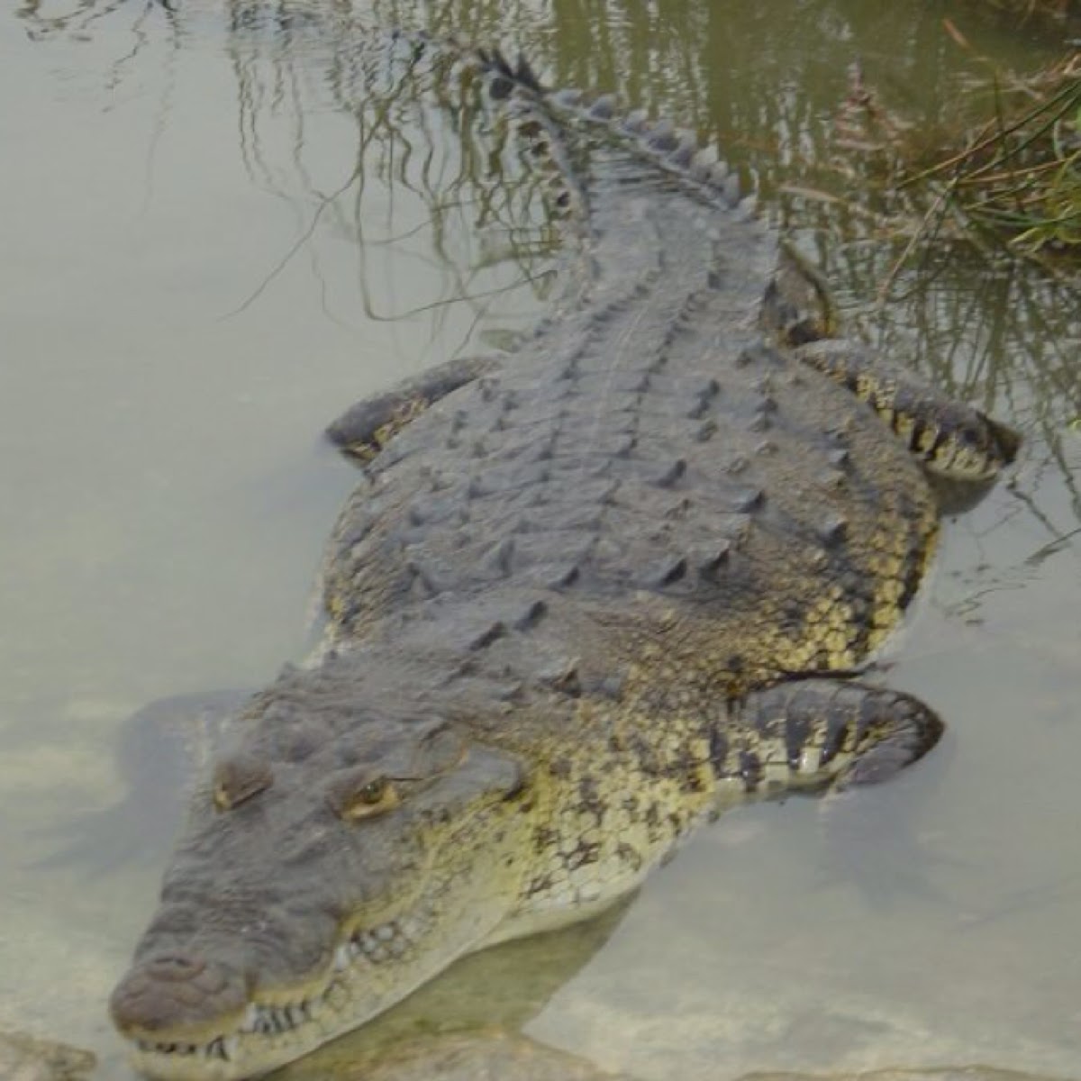 Morelet's crocodile