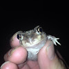Eastern spade-foot toad