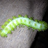 Io Moth caterpillar