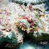 Stonefish