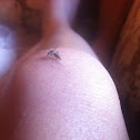 House mosquito