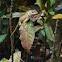 Oriental Garden Lizard & Butterfly