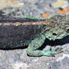 Southern Rock Agama - Male