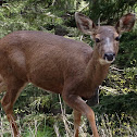 Columbian Black-tailed Deer