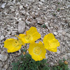 Papaver alpinum rhaeticum