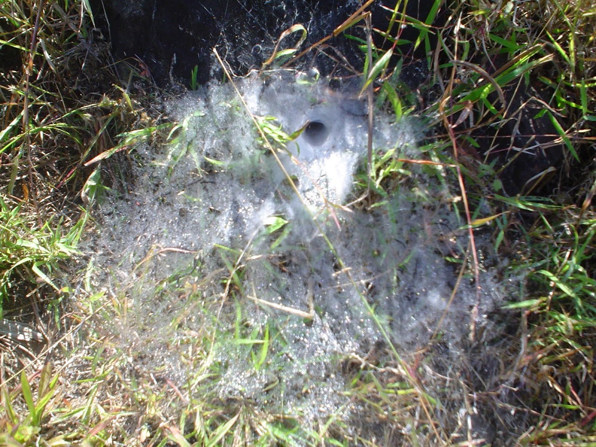 Funnel web of Spider