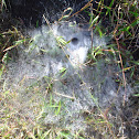 Funnel web of Spider