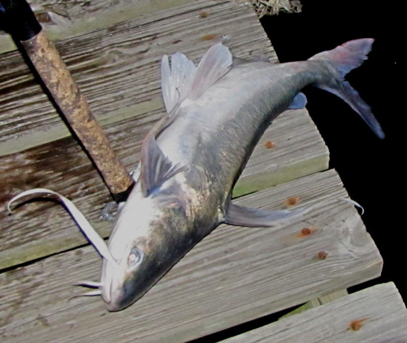 Gafftopsail catfish