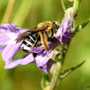 Brown-winged long-horned bee