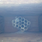Wasp nest