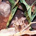 Chilean rose tarantula