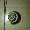 White lipped snail (Schnirkelschnecke)