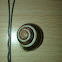 White lipped snail (Schnirkelschnecke)