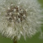 Dandelion Seed Flower