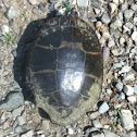 Painted Turtle